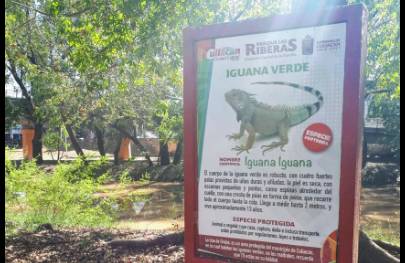 iguana verde