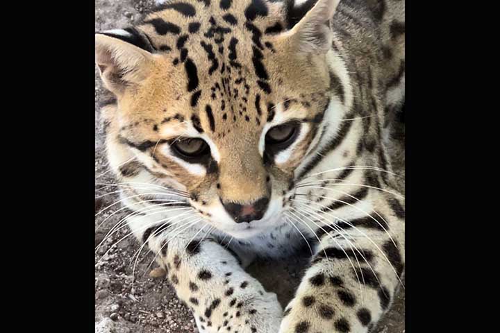 gato