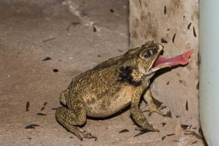 sapo