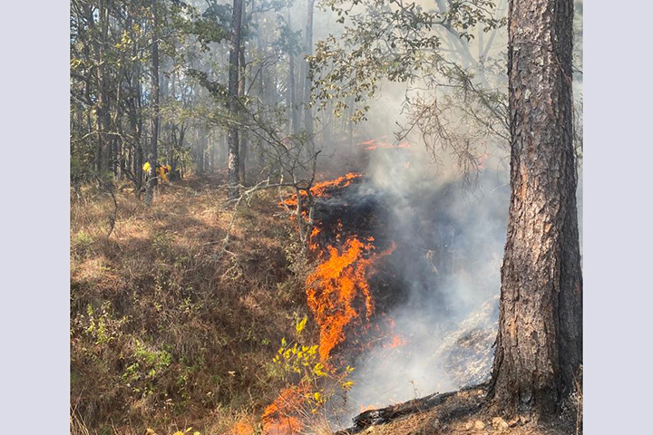 forestal