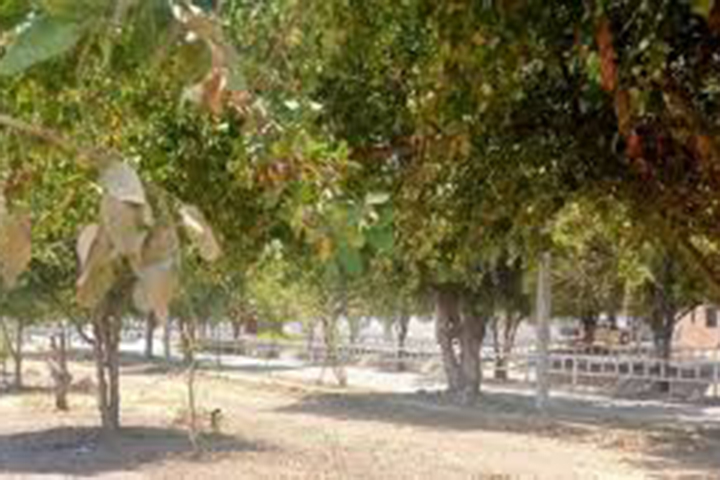 pedregal