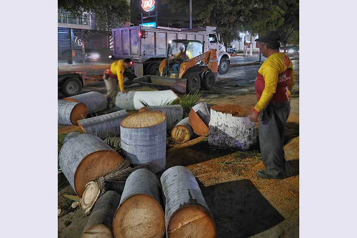 palmas