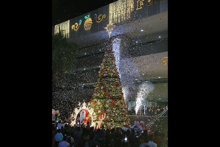 arbol